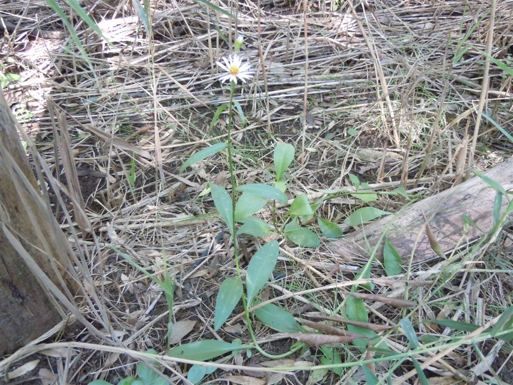 Asteracea da determinare